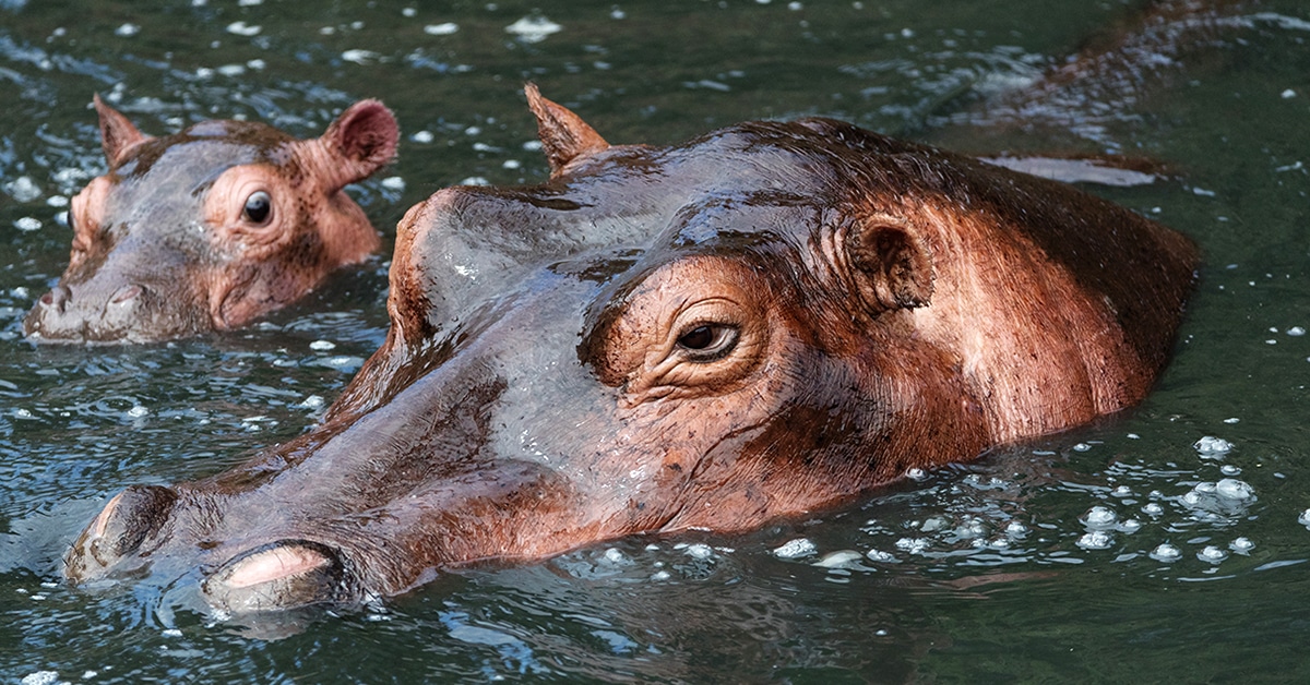 Hippos are out